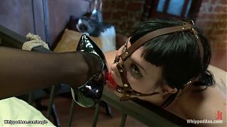 Bound lesbian gf whipped and humped